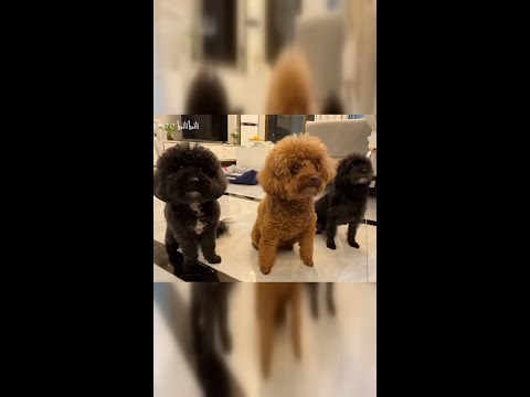 退休主妇与三只馋狗的温馨日常