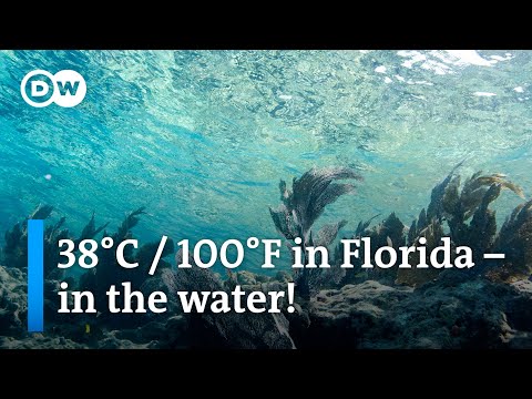 Ocean warming: The dramatic impact on the environment | DW News