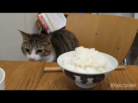 ねこパン *Cat and bread lovers life*の最新動画｜YouTubeランキング