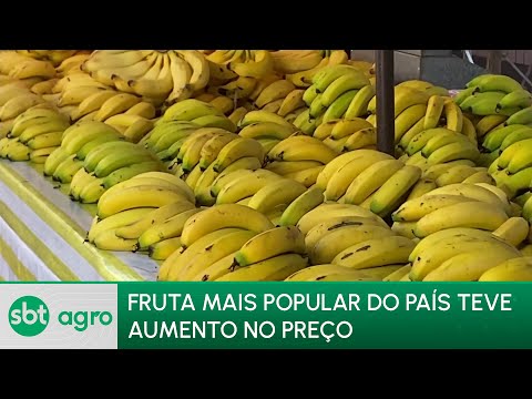 SBT Agro 25/03/24: Banana está entre os alimentos mais caros nesta semana