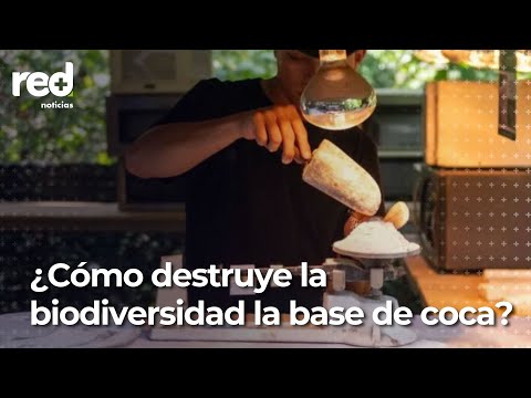 La mezcla de químicos en la pasta de coca que destruyen la biodiversidad en Colombia | Red+