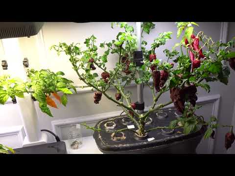 2025 Franken Pepper Plant - Multi Grafted Pepper Plant