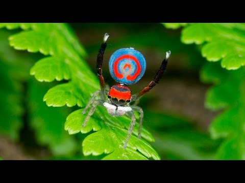 How Peacock Spiders Make Rainbows on Their Backsides, Smart News