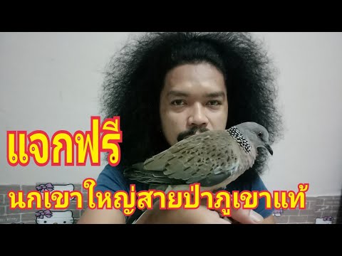 แจกฟรี-นกเขาใหญ่สายภูเขานกป่าแ แจกฟรี-นกเขาใหญ่สายภูเขานกป่าแ