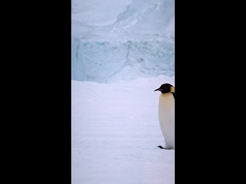 Antarctica captured in stunning 4K with SD Card PRO Ultimate | Samsung