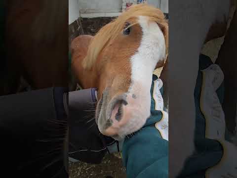 Boris is in heaven with an ear scratch #horse #horsebreed #welshpony #equestrian #welshy #animals