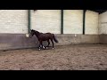 Dressage horse 3 jarige hengst v. Lennox U.S. x Ferdeaux