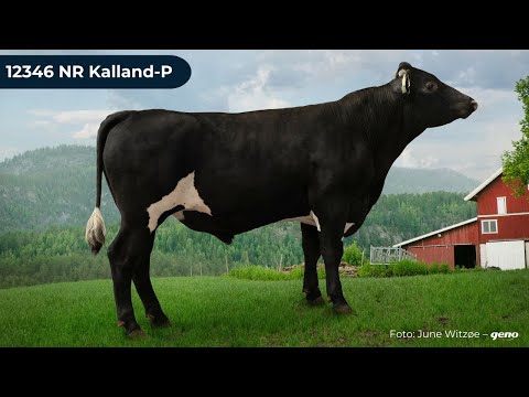 12346 NR Kalland-P
