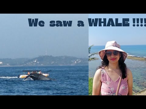 We saw a Whale!|Sri Lanka travel|Things to do in Bentota|Arpita's Space
