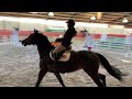 Show jumping horse Mooie, brave 5-jarige spring/allround merrie