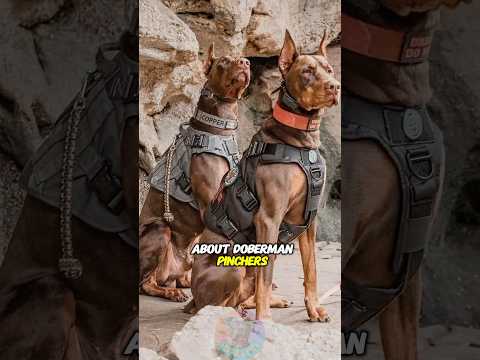 犬の動画サムネイル - Top 3 Best Things About Doberman Pinschers #shorts #dog #pets #doglover #doberman