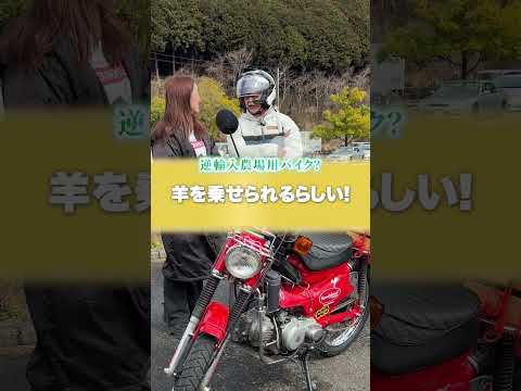 逆輸入の農場用バイク…羊を乗せられるって本当!?😳🐑 HONDA CT110 ハンターカブ🛵✨#バイク女王 #バイク女子 #バイクのある生活 #バイク好き #CT110 #ハンターカブ #逆輸入