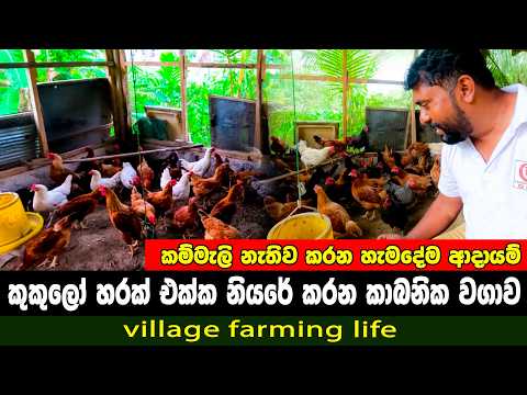කම්මැලි නැතිව කරන හැමදේම ආදායම් 🐓🌽🐮 | poultry farming | farming life | රසායනික පොහොර නෑ