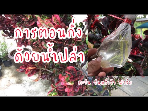 การตอนกิ่งด้วยน้ำเปล่า การตอนกิ่งด้วยน้ำเปล่า