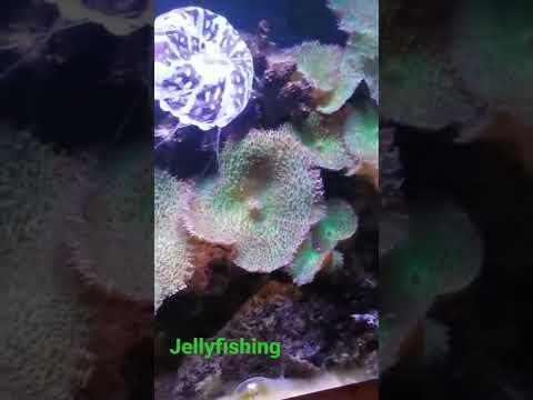 Real or Artificial?#jellyfish 