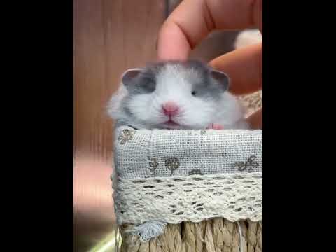 Baby you are a round sesame ball #Golden Thread Bear#Cute#Cute to the point of explosion #