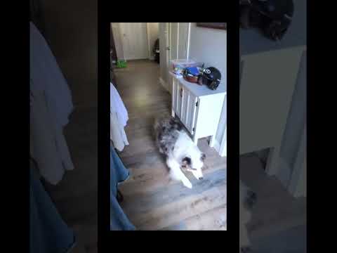 #funnydogs#cute#doglover#doglife#cure#dogshorts#pet#doglife#dogshorts#funnyanimals