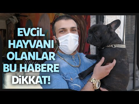 Evcil Hayvanına Mikroçip Taktırmayanlara 10 Bin Lira Ceza
