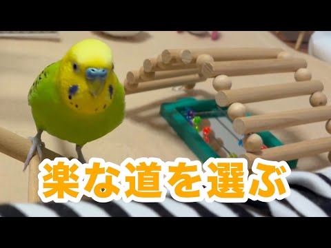 楽に移動をしようとする【セキセイインコ】