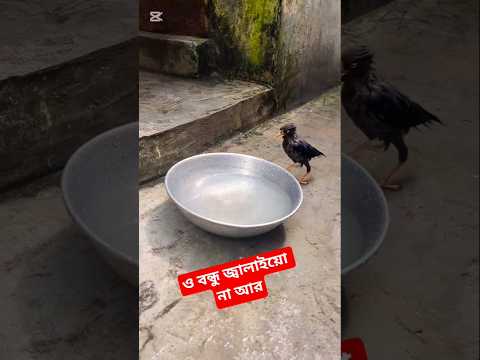 জ্বালাইওনা আর #sylheti_biyer_geet #viralvideos #interestingclips #shortvideo #reels