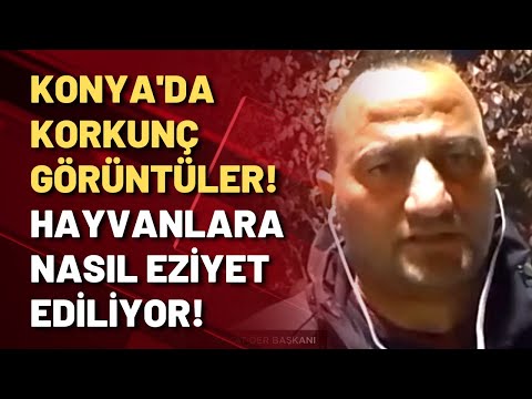 Konya'daki katliamı duyuran Şefkat-Der Başkanı: Sistemli bir hayvan soykırımı gerçekleştiriliyor!