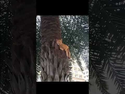 Cat's Can Sleep Anywhere 😆☠️ #cats #catshorts #catlovers #cute #funnycat