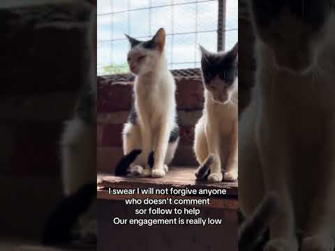 Please you scroll you will not see meagain #helpmeplease #catrescue #workingcats