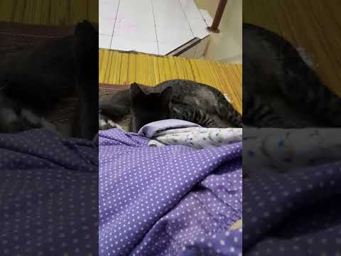 Ciee, Lilo ngambek.. 😂 #shorts #cat #funnyanimals #kucinglucu #kucing