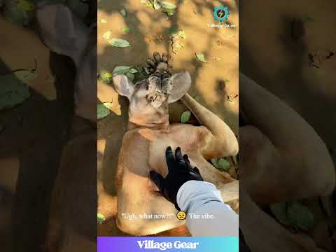 That Kangaroo is My Spirit Animal on a Monday Morning!😂 Just Let Him Sleep for 5 More Minutes! #lol