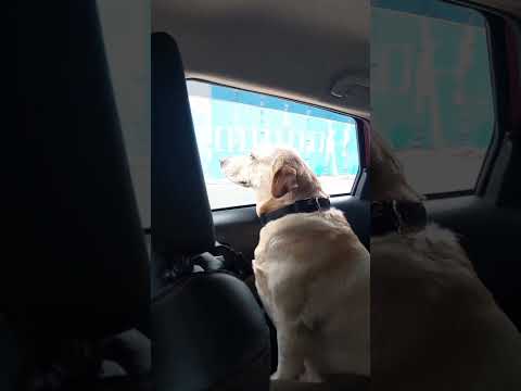 APPADA JOLLY ! #labrador #cuteanimals #cutedogs #bondingwithpets #lab #travelvlog #pets #dogshorts