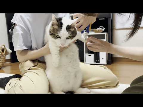 猫の動画サムネイル - 爪切りに出かける猫をお見送り、お出迎えする豆大福