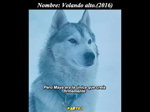 😢😢¿Sobrevivirán los perros?