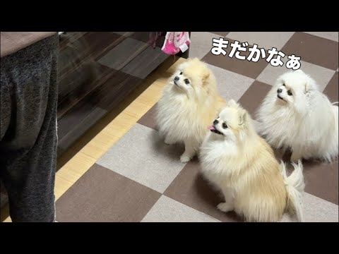 生まれて初めて安納芋を見たポメラニアンの行動が面白すぎた