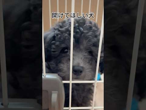 【犬あるある】開けてほしい犬 #トイプードル #犬 #かわいい #癒し #見て #犬のいる生活 #多頭飼育