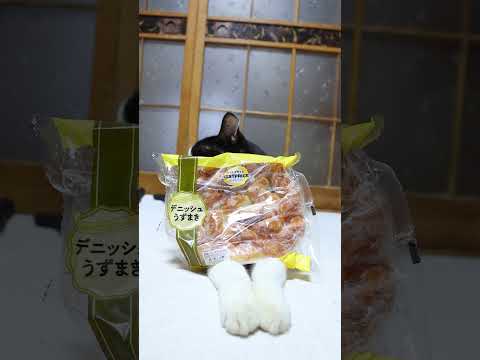 デニッシュ風うずまき猫の魅力と癒しの映像をお楽しみください サムネイル