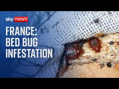 France: Bed bugs spotted in cinemas and on trains