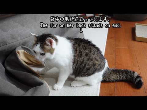こたつの中の何かと戦ってるみり。-Miri is fighting something inside of the kotatsu.-