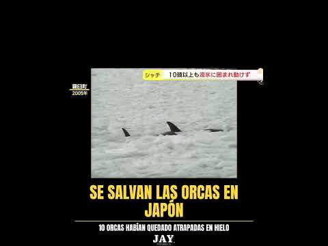 Se salvan las orcas en Japón