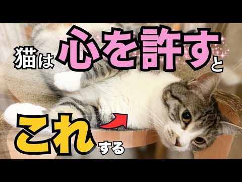 猫の本心を理解しよう：信頼される人の行動5つのポイント サムネイル