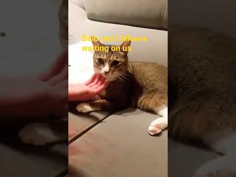 Belo and chikawa 😍 #cat #memes #cute #funny #music #catvideos #kitten #catfunny #catvideos #kitten
