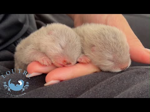 1 Week Old Baby Otters