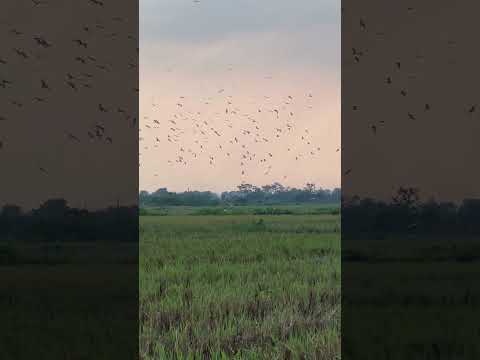 Cò châu chấu #tuấnhayđi #fishing