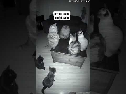 1+1= 2 paham gak? #cat #catvideos