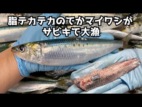 脂テカテカのでかマイワシがサビキで大漁