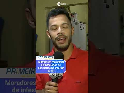 Infestação de carunchos preocupa moradores de Guararapes, São Paulo