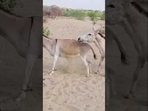 #animals #anmals #shortvideos #goat #comedyshorts #travel #cow #comedyvideos #funny #cowgoat #shorts