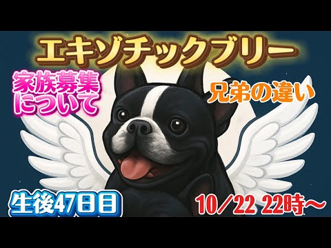 エキゾチックブリー【生後47日目】家族募集中・雌雄の違いについて