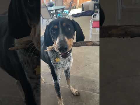 Funny and cute dogs compilation#funnydogs#cute#doglover#doglife#cure#dogshorts#pet#doglife#dogshorts