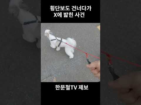 횡단보도 건너다가 사고가 조금 있었습니다. #shorts