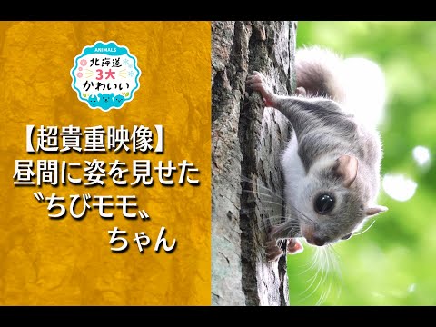 【超貴重】晝間に姿を見せたエゾモモンガの子どもです。It is a child of Ezo flying squirrel that rarely appeared in the daytime.
